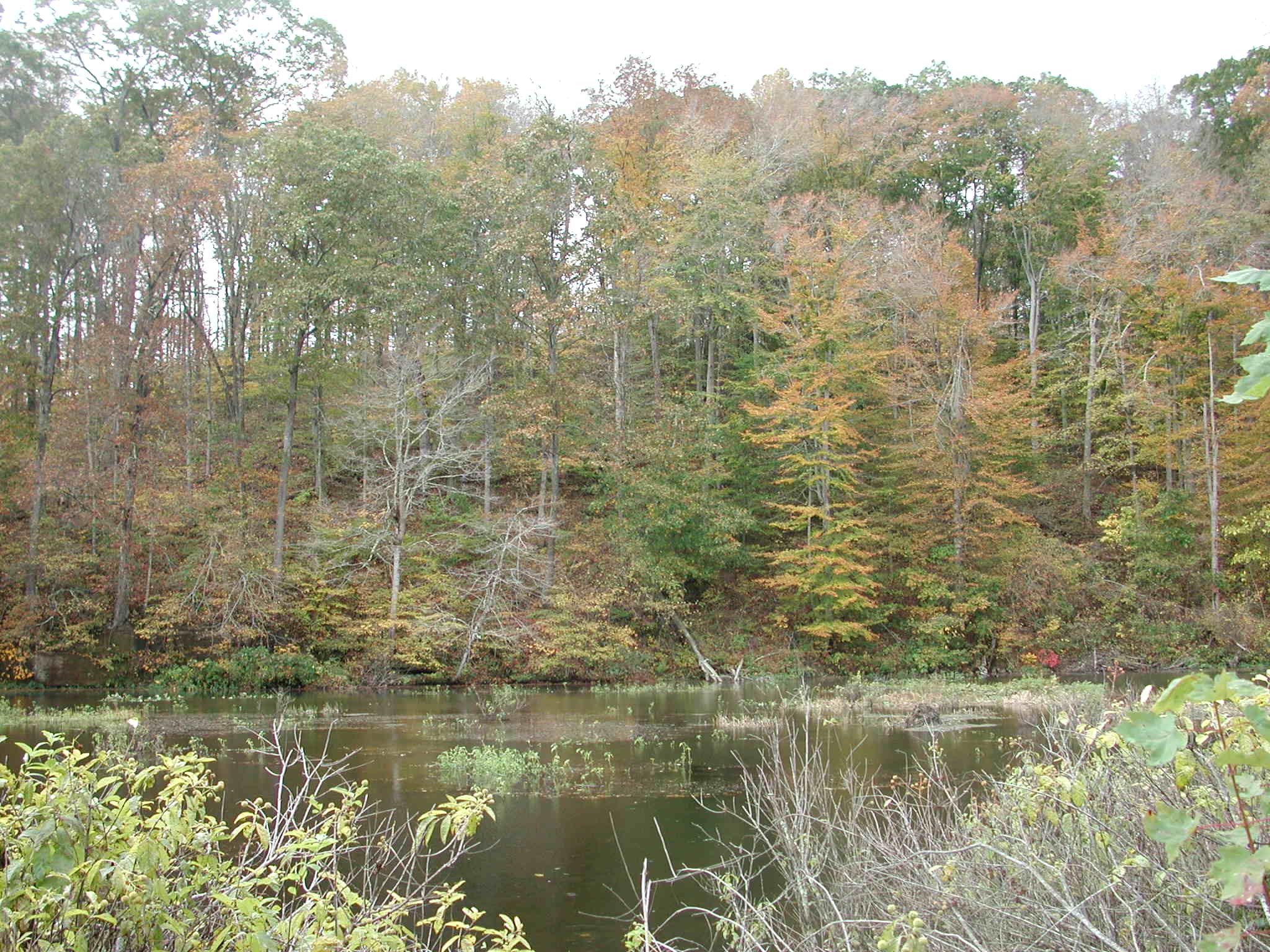 Lake at Cooper Hollow