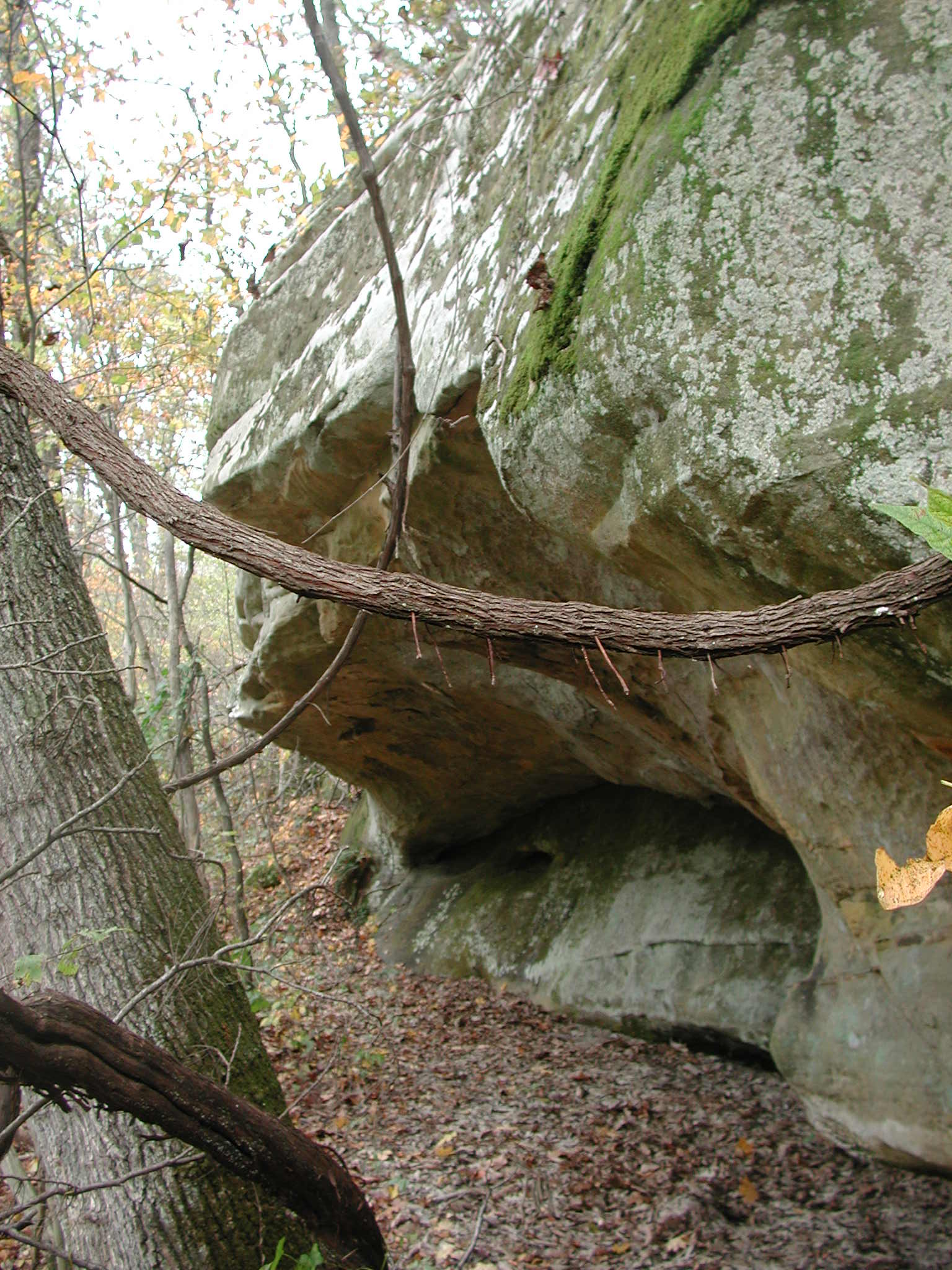 Bluff at Cooper Hollow
